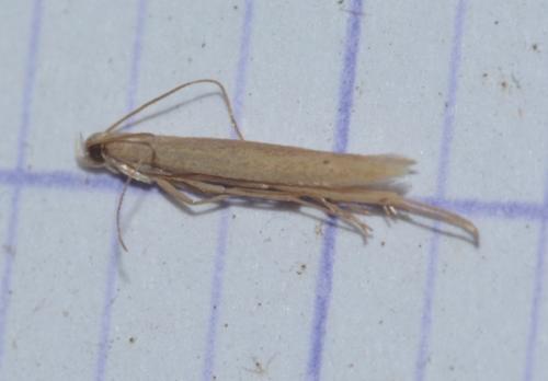 Réf. 273 318 : Batrachedra parvulipunctella